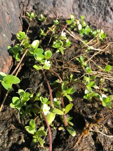Roundleaf Water-hyssop