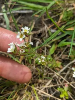 Ascending Saxifrage thumbnail 2
