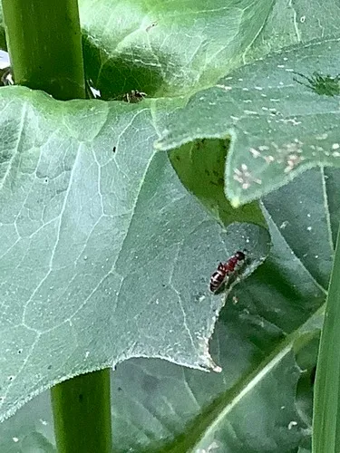 Myrmosa unicolor