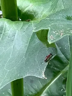 Myrmosa unicolor thumbnail 1
