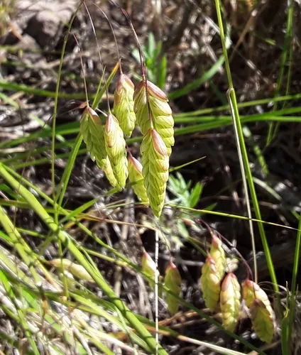 rattlesnake brome