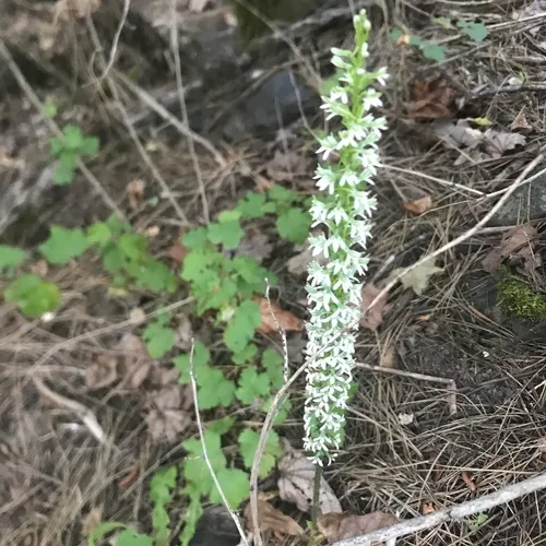 Elegant Rein Orchid