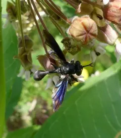 Physocephala floridana thumbnail 4