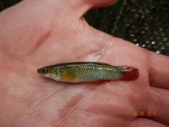 Plains Topminnow thumbnail 1