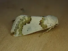 Silver-banded Gem Moth thumbnail 3