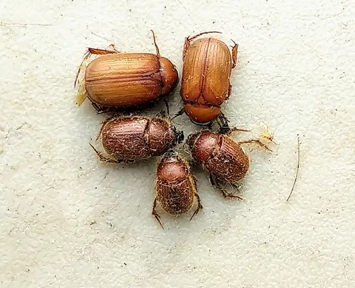 Full June Beetle