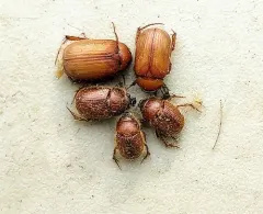 Full June Beetle thumbnail 1