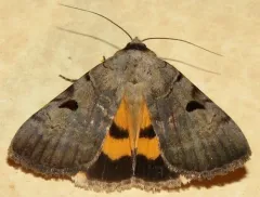 Married Underwing thumbnail 4