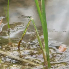 Fragile Forktail thumbnail 2
