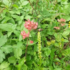 leatherleaf saxifrage thumbnail 2