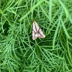 Reversed Haploa Moth thumbnail 3