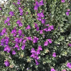 Mountain Penstemon thumbnail 2