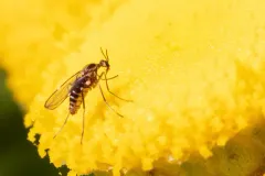 Ozirhincus millefolii thumbnail 2