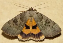 Magdalen Underwing thumbnail 4