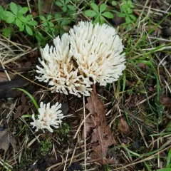 jellied false coral fungus thumbnail 3