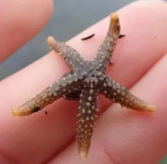 Velcro Star thumbnail 2