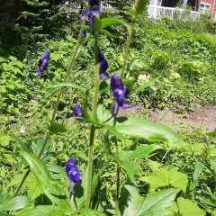 Columbian Monkshood thumbnail 4