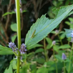 Rhododendron Leafhopper thumbnail 1