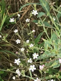 Glandular Baby's-breath thumbnail 2
