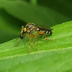 Eight-spotted Rainbow Robber thumbnail 2