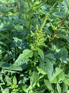 Smooth Pigweed thumbnail 3