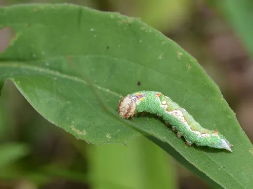 Pink Prominent
