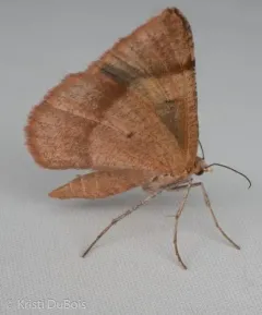 Bordered Fawn Moth thumbnail 3