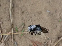 Cuterebra buccata thumbnail 4