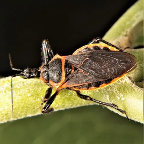 Eastern Bee Assassin
