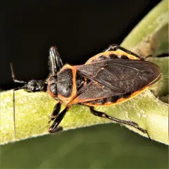 Eastern Bee Assassin thumbnail 1