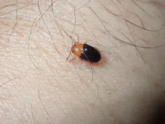 Triplax flavicollis thumbnail 4