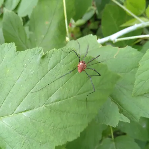 Leiobunum calcar