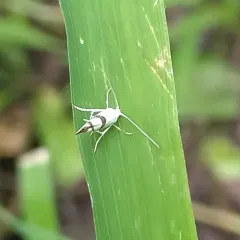 Cherry Shoot Borer Moth thumbnail 1