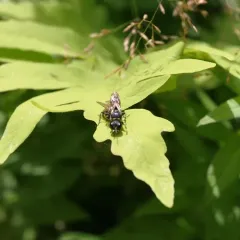 Common Ectemnius thumbnail 3