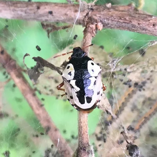 Anchor Stink Bug