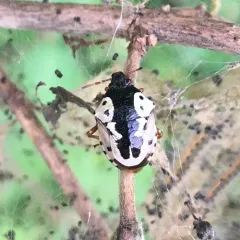 Anchor Stink Bug thumbnail 1