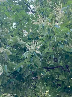 sourwood thumbnail 3
