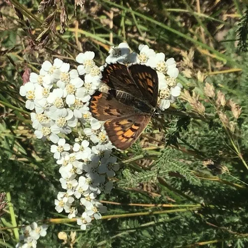 Mariposa Copper