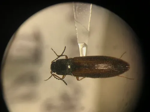 Catskill Mountain Click Beetle