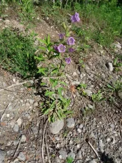 Canterbury-bells thumbnail 3
