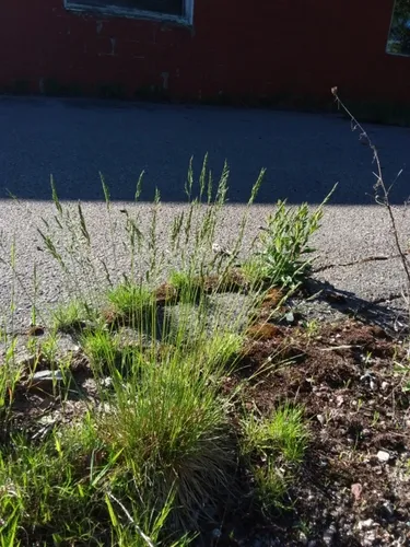 meadow fescue