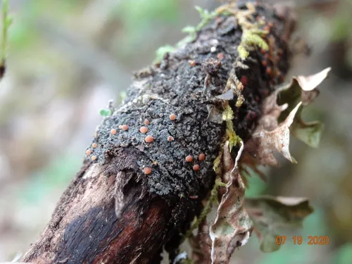 Silver-rimmed Shingle Lichen