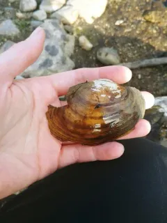 Tidewater Mucket thumbnail 1