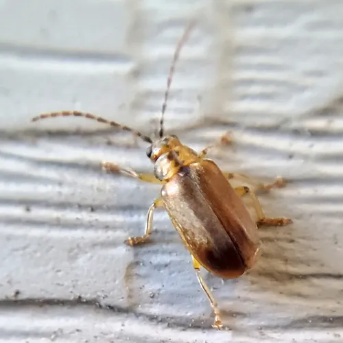 Viburnum Leaf Beetle