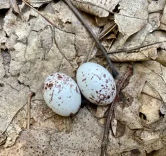 Eastern Whip-poor-will thumbnail 1
