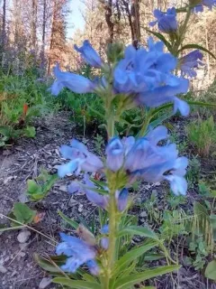 Lemhi Beardtongue thumbnail 4