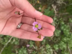 lance-leaved water-plantain thumbnail 3