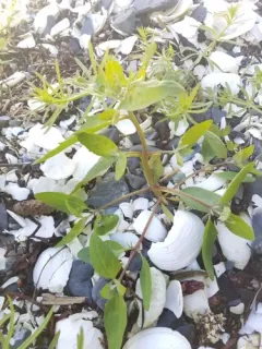 Gmelin's Saltbush thumbnail 1
