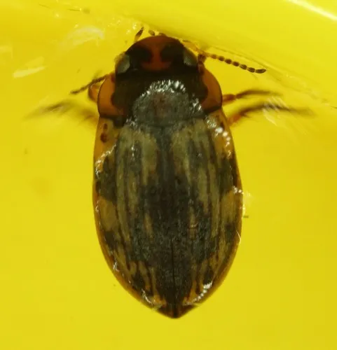 Leconectes striatellus