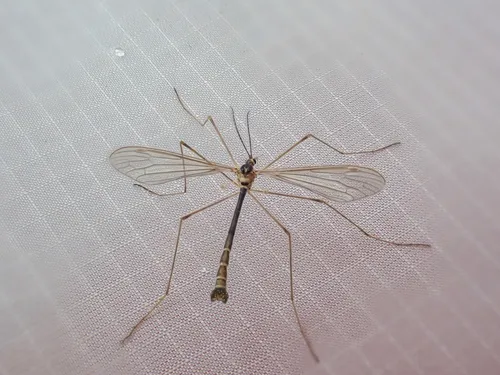 Cylindrotoma americana